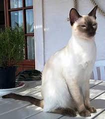 The lynx point siamese cats are also known as tabby points and they get their distinctive appearance from the crosses between siamese and tabbies. Point Coloration Wikipedia