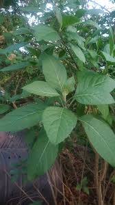 Image result for Vernonia tanganyikensis