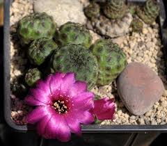 If gnats are keeping you and your family from enjoying your yard, patio, and general outdoor space here are some ways to take back your space. The Blackthorn Orphans Blog The Blackthorn Orphans