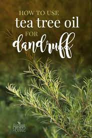 Benefits Of Using Tea Tree Oil For Dandruff Oils For Dandruff Dry Skin Remedies Dandruff