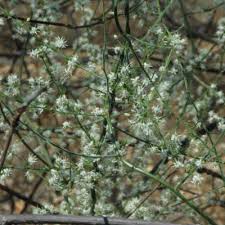 Image result for Asparagus minutiflorus