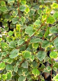 Image result for Gmelina