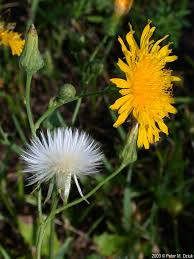 Image result for Sonchus wilmsii