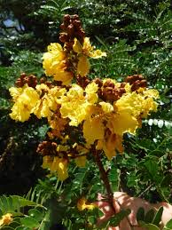 Image result for Bussea