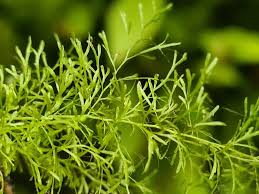 Image result for Polyphlebium