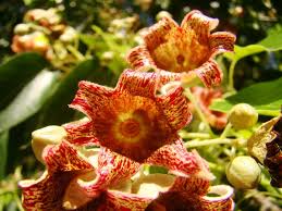 Image result for Brachychiton populneus