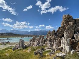 Image result for Monotes magnificus