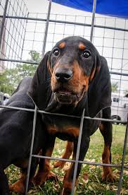 American Black And Tan Coonhound Rescue Inc Pin On 50 Lb Dog Food Storage Containers