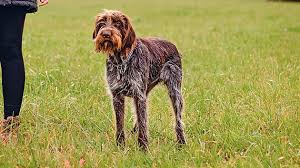 Image result for český fousek stavba těla