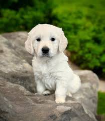 Our new pup, Pete Mitchell