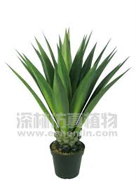 Shop nearly natural for brand new silk plants, flowers, trees, & arrangements; 3 Nearly Natural Artificial Blue Agave Plant Agave Americana Buy Blue Agave Plant Artificial Landscape Plants Artificial Yucca Plant Product On Alibaba Com