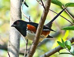 Black Bird With White Chest And Orange Beak Pin On Birds