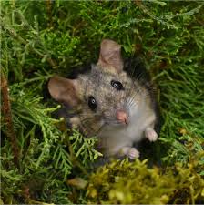 Image result for Disa roeperocharoides