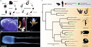 The fact is, though, that jellyfish have complex life cycles, in which they go through no less than six. Life Cycle And Phylogeny Of Jellyfish A Typical Metagenetic Life Cycle Download Scientific Diagram