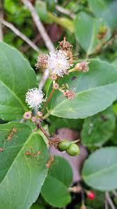 Image result for Scolopia