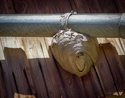 Wespennest Unterm Hausdach Was Kann Ich Dagegen Tun