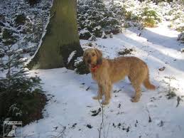 Image result for štýrský brakýř