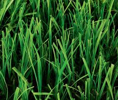Check spelling or type a new query. Bahiagrass Pensacola 50 Pounds East Texas Seed Company