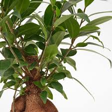 Image result for F kus Ficus