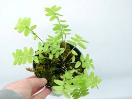 Image result for Asplenium mildbraedii