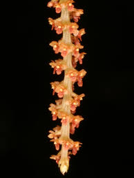 Image result for Oberonia