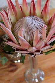 Colour Protea Color Plants Home Accessories