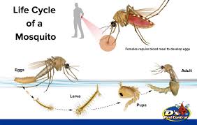 With our approach to mosquito control, you can feel comfortable again. Mosquito Control Mosquito Removal In Lubbock Tx D S Pest Control