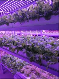 In many cases, this is true, but there's a sneaky little exception. China Best Led Grow Light For Leafy Lettuce Strawberry Hydroponic Vertical Vegetable Growing China Led Grow Lights T5 Grow Lights