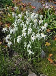 Image result for Rhynchosia divaricata