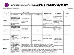 Respiratory Histology Chart Respiratory System