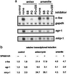 We would like to show you a description here but the site won't allow us. Immediate Early Gene Induction By The Stresses Anisomycin And Arsenite In Human Osteosarcoma Cells Involves Mapk Cascade Signaling To Elk 1 Creb And Srf Oncogene