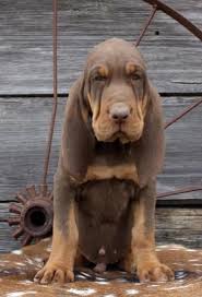 Black And Tan Coonhound Vs Bloodhound Liver And Tan Bloodhound Puppies Bloodhound Puppies Bloodhound Puppies