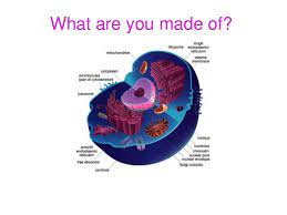 Unlike the eukaryotic cells of plants and fungi, animal cells do not have a cell wall. Plant Animal Cells