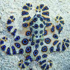 Earth Aquatic On Instagram Beautiful Dangerous The Blue Ringed Octopus Is Recognized As One Of Beautiful Sea Creatures Deadly Animals Ocean Animals