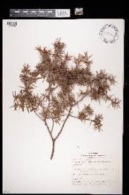 Image result for Gouania tiliifolia