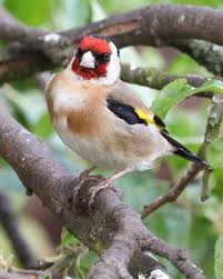 Pin Von Deepa V Auf Birds In Our Garden Wilde Tiere Tiere