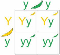 A punnett square is made by drawing a square divided into four. Punnett Square Definition Types And Examples Biology