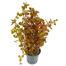 Image result for Ludwigia senegalensis