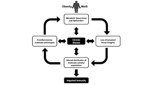 The ____ immune response is composed mainly of t and b cells and responds to infections more slowly chronic cirrhosis of the liver would reduce the production of complement proteins; Crossfit Impact Of Obesity And Metabolic Syndrome On Immunity