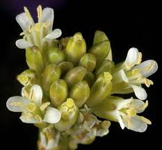 Image result for Turritis glabra