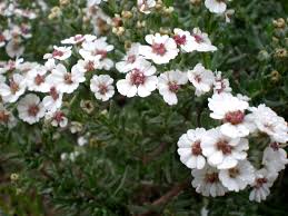 Image result for Eriocephalus