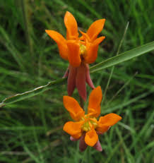 Image result for Stathmostelma pauciflorum