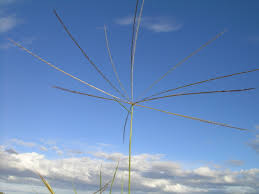 Image result for Enteropogon