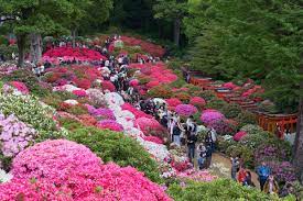 Nezu Shrine Azalea Festival Tokyo Azalea Festival Azaleas Festival