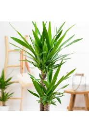 Bu nedenle iç mekan süs sardunya (pelargonium sp.) dekoratif yapraklı olanlar. Ic Mekan Bitki Cesitleri Ve Fiyatlari Indirimli Salon Cicekleri