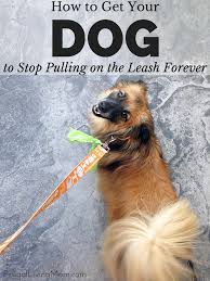Then practice moving the leash around your dog while rewarding relaxation. How To Get Your Dog To Stop Pulling On The Leash Forever Frugal Living Mom