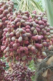 Pin On Tropical Fruits