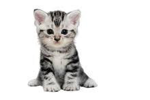 Remove the background with one click, leaving a transparent image background to download as a png with our online photo editor. Foto Hintergrund Entfernen Remove Bg