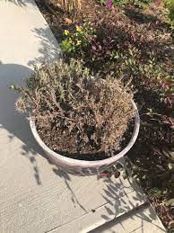 Check spelling or type a new query. Why Is My Spanish Lavender Dying Hometalk