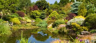 Conifers have become a favourite of landscapers and gardeners alike due to the huge range of varieties that are available for. Conifers Ashwood Nurseries Buy Online